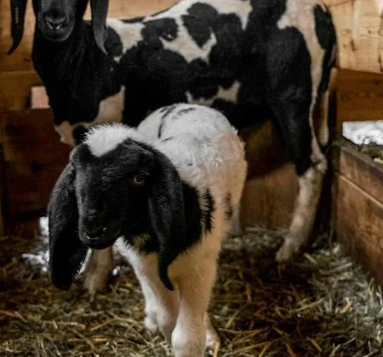 Апартаменты Adlerhof Санкт-Леонхард-им-Пицталь